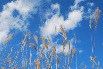 仙石原のすすき 2008年