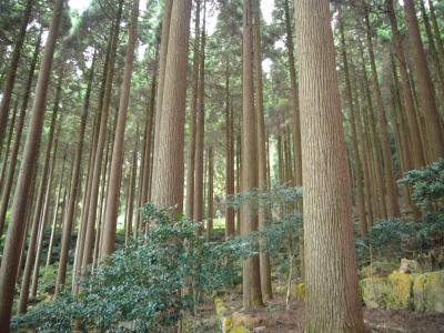 2008　鹿児島へ職員旅行