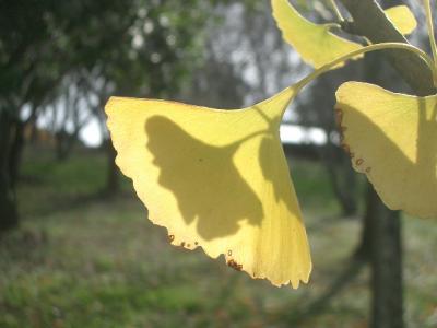 旭公園に紅葉を求めて