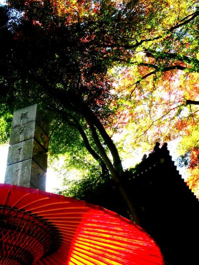 高尾山行-2　　もみじまつり絶頂期のころ　☆モミジの紅・ブナの黄が陽に映えて