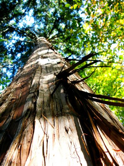 高尾山行-4　晩秋の森林道を歩きながら　　☆真木・蛸杉にも出会えて