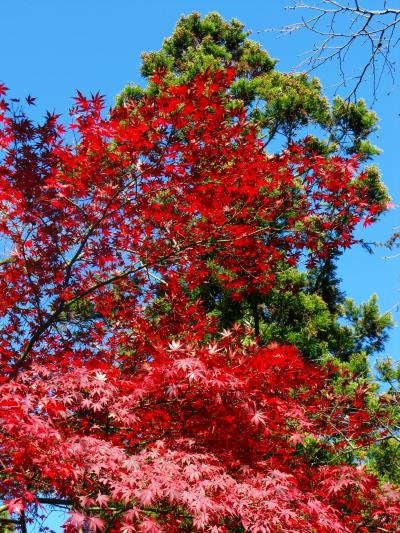 高尾山行-5　一丁平の大モミジに再会し　☆奥高尾の懐かしの道を往復