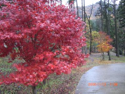 紅葉ミステリー