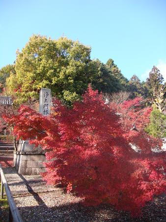 京都・粟生光明寺の紅葉