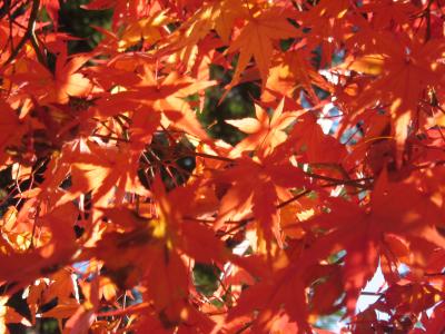２００８年・京都ふたたび秋の紅葉