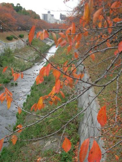 山崎川で紅葉狩り。今年も。