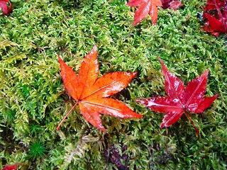 京の洛北 錦秋を行く!