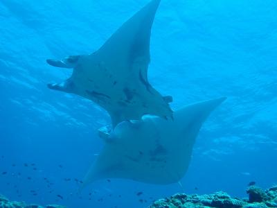 リベンジならず、石垣島に嫌われちゃった・・・