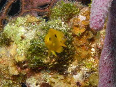 ダイブ　イン　カリビアン　街を歩くアジア人は私一人！