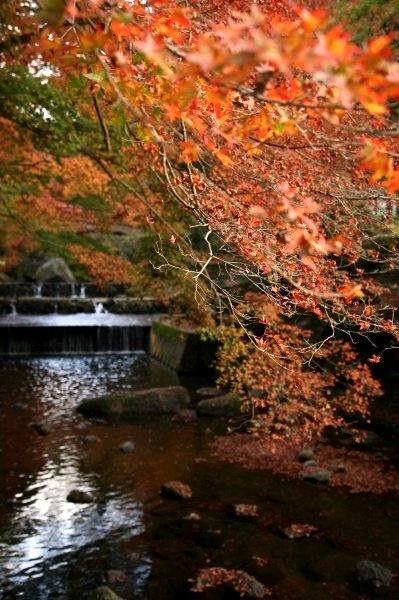 小さな旅●瀬戸の紅葉１ 岩屋堂・鳥原川と瀬戸大滝