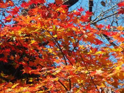 高尾の紅葉。?もみじ台。