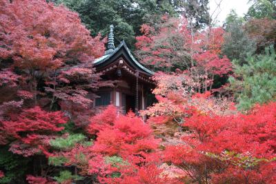 紅葉狩り２００８：京都・山科～洛東～大原