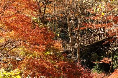 秋晴れに紅葉を追って