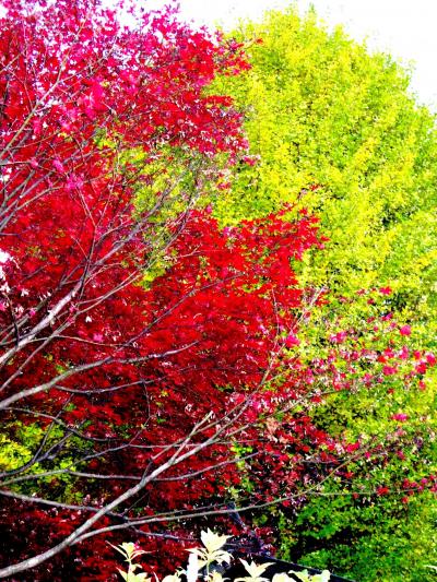 長谷山本土寺＊晩秋の斜光に輝いて　☆もみじ・カエデ・紅葉に囲まれて