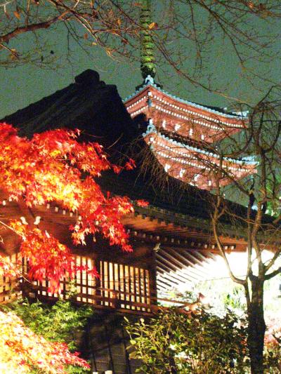 本土寺庭園の紅葉ライトアップ　☆夢幻・極楽浄土は斯くばかり？