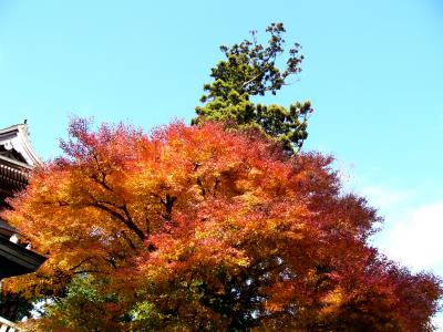 紅葉の高尾山