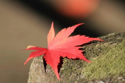 少林山達磨寺の秋(2008)