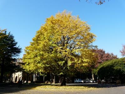 11月の桜探し　東大本郷キャンパス　2/6（目的はヒマラヤ桜と銀杏の紅葉）