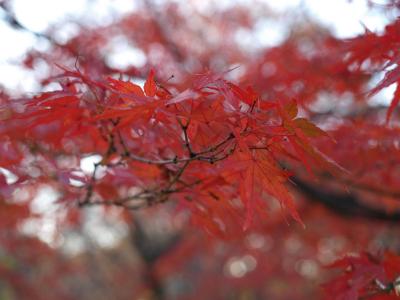 代々木公園の紅葉