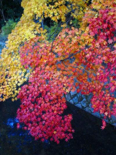 錦繡の古都！哲学の道?