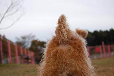 愛犬奉公記?　那須高原初めてのお泊り