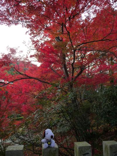 2008紅葉だより◆當麻寺・奥院が紅く染まる！