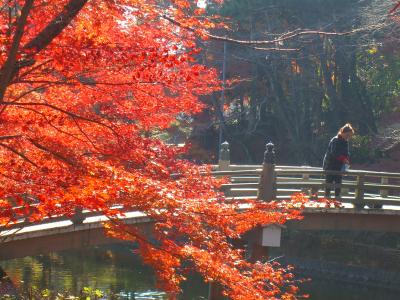 東公園の紅葉