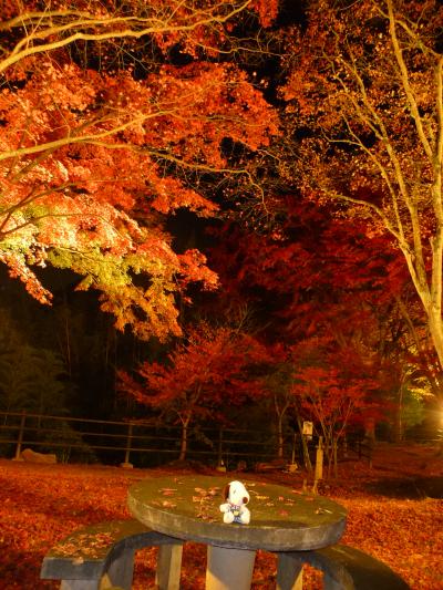 2008紅葉だより◆笠置山のライトアップ