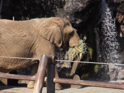 象さんに会いに、多摩動物公園へ