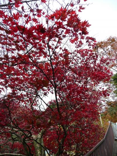 紅葉の大山へ【2】ケーブルカーの駅までぶらりぶらり…