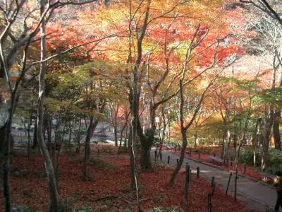 瑞宝寺公園で最後の紅葉を楽しむ