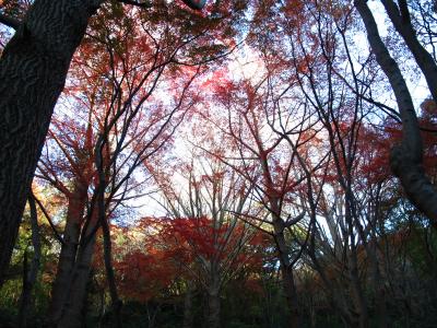紅葉の鎌倉の旅
