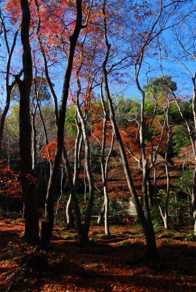 ★そうだ京都、行こう★晩秋の京都に散り紅葉を求めて?★