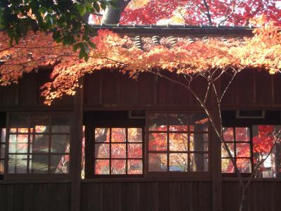 本土寺の紅葉～２００８～