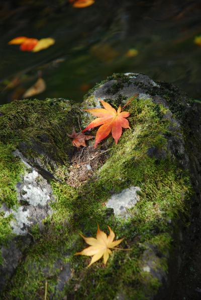 秋色の信州路、紅葉の小諸?