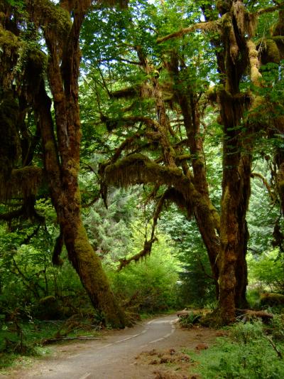Olympic National Park?