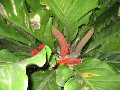 スカトール　中部ジャワ