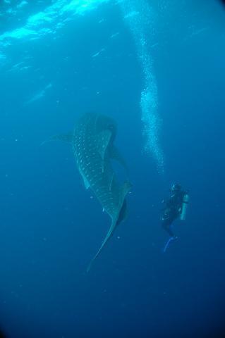 ★ダーウィン/ウォルフでダイビング★