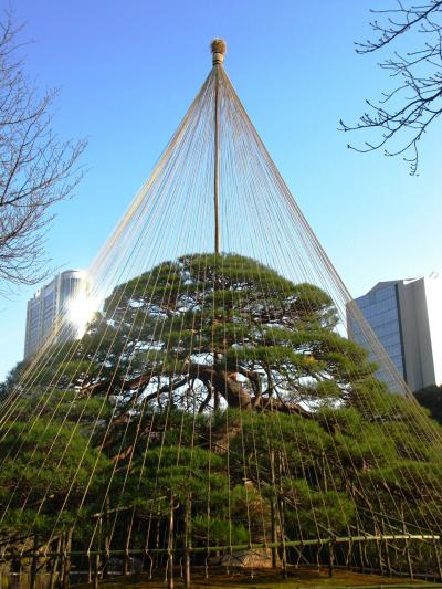 雪吊の伝統美＝冬支度の小石川後楽園＝　☆特別史跡・名勝の庭園で