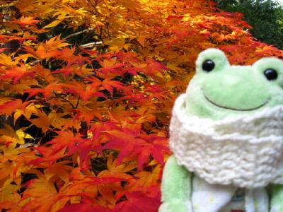 カエルの京都紅葉ツアー