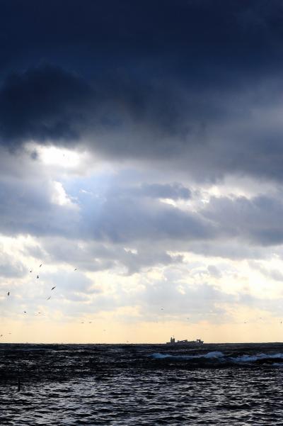 勝浦の海岸にセグロイワシ(背黒鰯)の群れが押し寄せた！