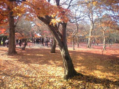 神戸 京都 大阪 友を訪ねて三千里＆紅葉ライトアップ de 三都物語その２