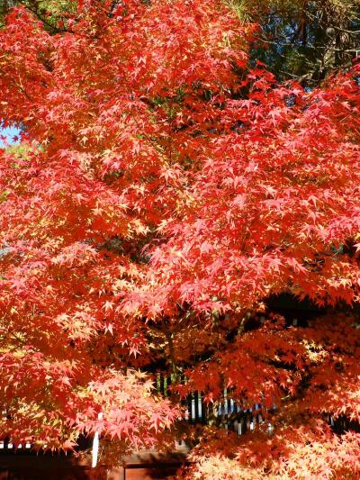 日本の旅　関西を歩く　奈良、橿原神宮周辺の紅葉