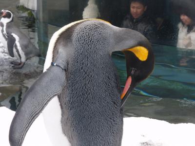 満喫！！イタダキマンモス北海道で旭山動物園！＜２日目旭山動物園編＞