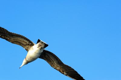 冬の１日、散歩の記憶。　勝浦港、ささやかな紅葉、そして夕日・・・