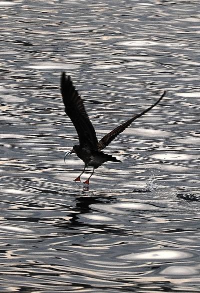 川津港の鴎、飛ぶ鳥を撮る。　「予測駆動フォーカス」を試す。
