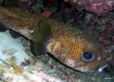 オリンパスμ（ミュー）1030SWで撮影したグアム島の熱帯魚