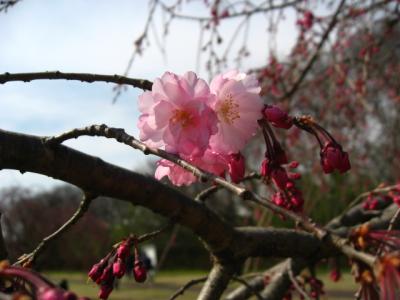 木曽川提の桜