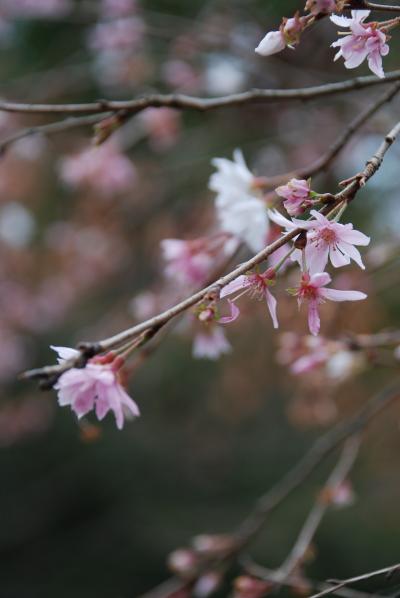 冬桜の美しさ、城峯公園にて