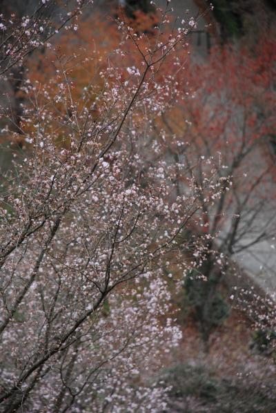 冬の桜山に降りた桜の妖精